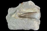 Fossil Plesiosaur (Zarafasaura) Tooth In Rock - Morocco #95083-1